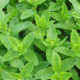 eopeppermint